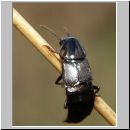 Quedius lateralis - Kurzfluegler 02 11mm.jpg